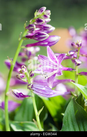 Detail summer flower - Hosta sieboldii, Ingrem (Funkie, Funkia, Hosta xsieboldii (Paxt.) Ingram, Hosta albomarginata, Ohwi) Stock Photo