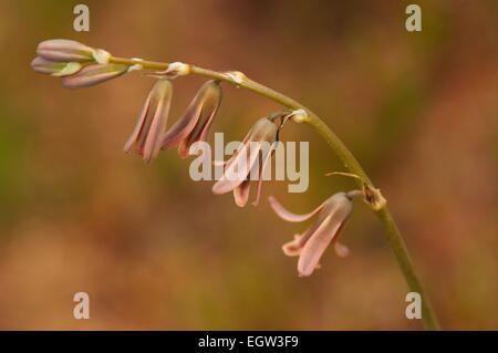 Composition of a little flower Dipcadi serotinum Stock Photo