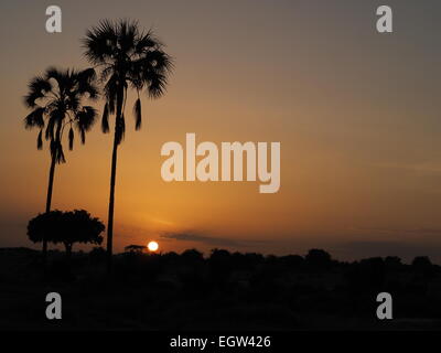 Sunset in Ruaha National Park Tanzania with two tall Borassus palm trees silhouetted against the golden setting sun Stock Photo