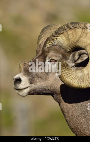 A close up side view portrait view of an adult Bighorn ram 'Orvis canadensis', Stock Photo