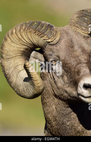 A close up portrait view of a bighorn ram  'Orvis canadensis', taken in fall sunlight. Stock Photo