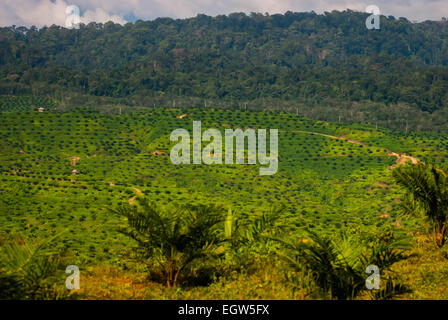 Newly planted oil palm trees on a plantation area, in a background of pristine rainforest in Langkat, North Sumatra, Indonesia. Stock Photo