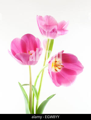 Pink tulips against white background Stock Photo