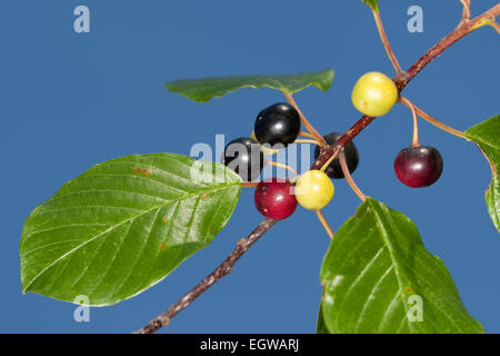 Alder Buckthorn, fruit, Gewöhnlicher Faulbaum, Früchte, Frucht, Frangula alnus, Rhamnus frangula, Bourdaine Stock Photo