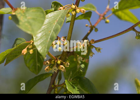 Alder Buckthorn, Gewöhnlicher Faulbaum, Blüten, Frangula alnus, Rhamnus frangula, Bourdaine Stock Photo