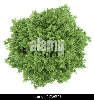 top view of common walnut tree isolated on white background Stock Photo