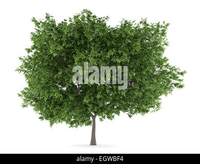 common walnut tree isolated on white background Stock Photo
