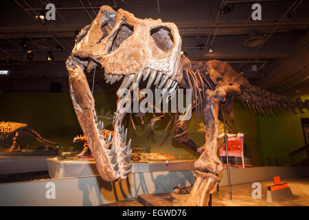 China, Skeleton of Tyrannosaurus Rex Stock Photo