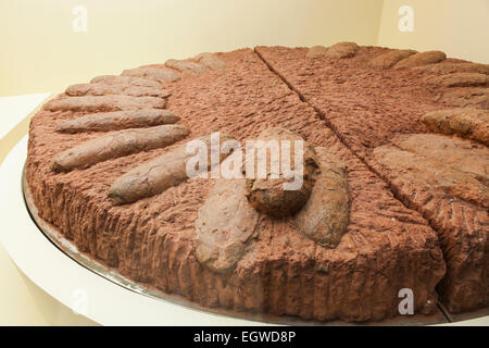 China, Fossilized Dinosaur Eggs Stock Photo