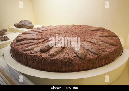 China, Fossilized Dinosaur Eggs Stock Photo