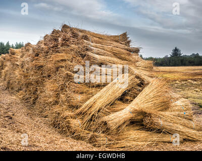 Reeds for thatching sampled in big bundles Stock Photo