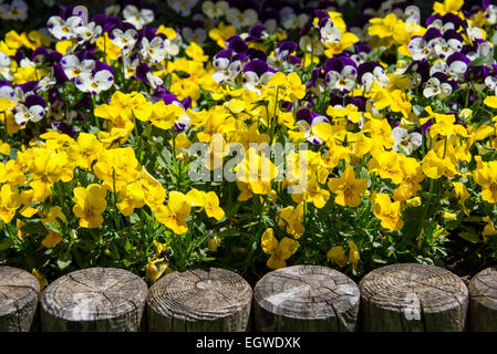 primrose flower bed - yellow and violet Stock Photo