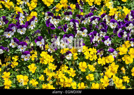 primrose flower bed - yellow and violet Stock Photo