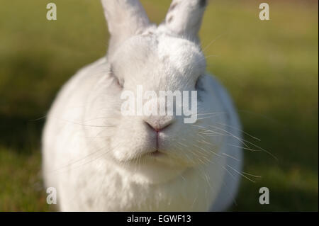 Portrait white single domestic rabbit with hit of butterfly markings cross breed English resting with thick winter fur coat Stock Photo