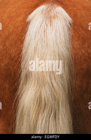 ginger horse tail Stock Photo