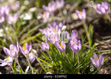 lots of lilac mauve spring crocuses opening up between rain showers backlit like shining stars amongst slender long leaves Stock Photo