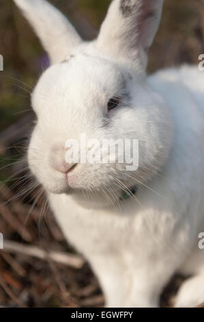 Portrait white single domestic rabbit with hit of butterfly markings cross breed English resting with thick winter fur coat Stock Photo