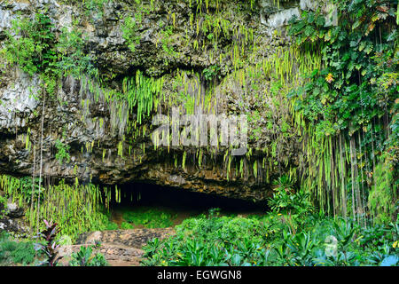 Fern Grotto in Wailua River State Park, Kauai, Hawaii, USA Stock Photo