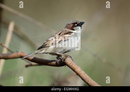 house sparrow Stock Photo