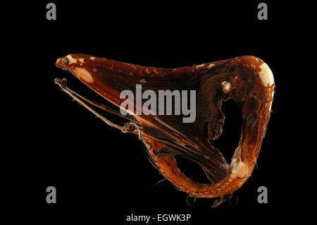 Pelikanaal (Eurypharynx pelecanoides), 800-1000m tiefe, 30.04.1992 Stock Photo