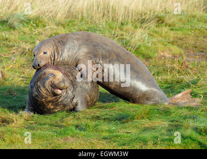 Atlantic Grey Seal - Halichoerus grypus Bulls fighting on grass Stock Photo