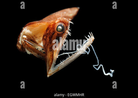Malacosteus niger, stoplight loosejaw Stock Photo 66721143 Alamy