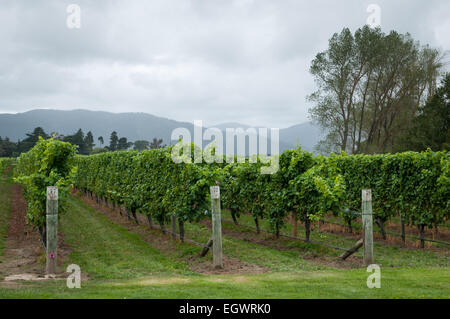 Cloudy Bay Winery ,Blenheim,South Island,New Zealand Stock Photo - Alamy