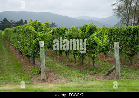 Cloudy Bay Winery ,Blenheim,South Island,New Zealand Stock Photo - Alamy