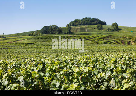 Fields of Champagne vines near Villedommange village, Champagne Trail Tourist route, France Stock Photo
