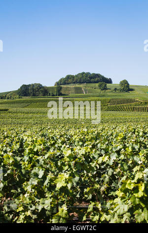 Fields full of Champagne vines near Villedommange village, Champagne Trail tourist route, France, Europe Stock Photo