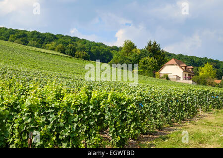 Vineyards and house on the Champagne Trail tourist route in Champagne region, France, Europe Stock Photo