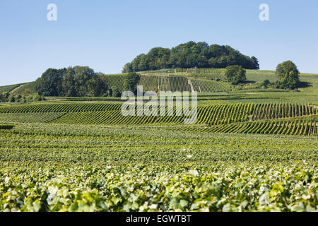 Vineyards on the Champagne Trail tourist route, Champagne, France, Europe Stock Photo