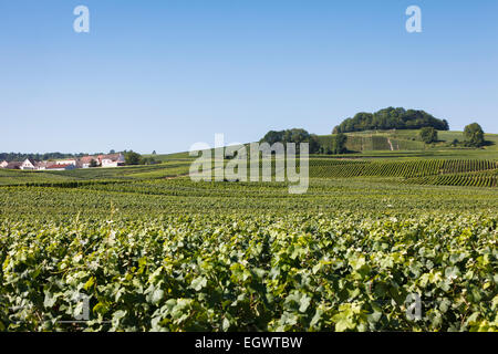 Vineyards near Villedommange village, Champagne Trail Tourist route, France, Europe Stock Photo