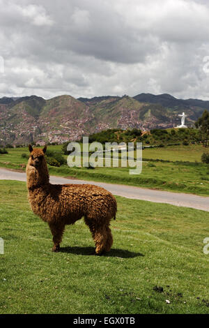 Llama on the hill overlooking Cusco's skyline and the statue of Cristo Blanco in Peru Stock Photo