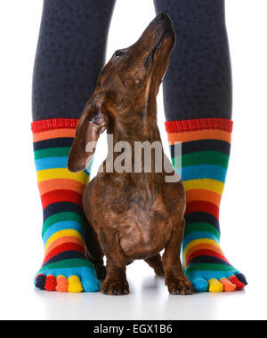 dog sitting with owner - cute dachshund puppy sitting between owners sock feet on white background Stock Photo