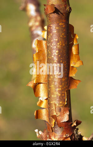 Interesting flaking peeling layers of colorful bark of paperbark Maple tree in sunshine showing texture and thin surface Stock Photo