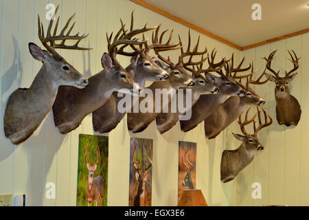 Trophy white-tail deer heads mounted on a wall Rio Grande City Texas USA Stock Photo