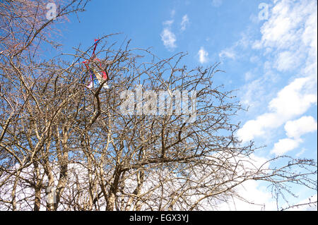 Ripped remains of torn and tattered kite snarled and caught up in the branches of a tree Stock Photo