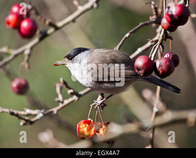 Male Blackcap (sylvia atricapilla) on eating fruit on Malus Red Sentinel (crab apple tree) Stock Photo