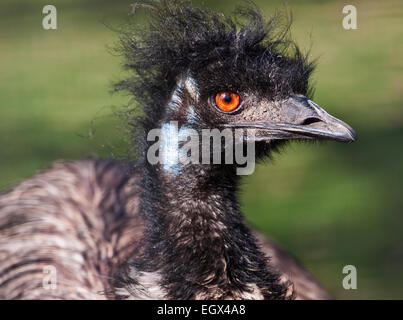 Emu (dromaius novaehollandiae) Stock Photo