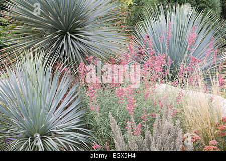 Tall blue Yucca rostrata makes a striking sculptural element in a combination which includes agastache. Stock Photo