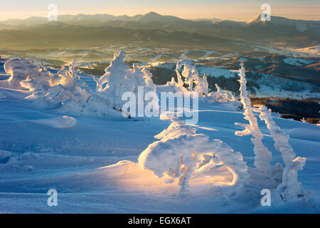 mountain ridge in winter snow covered fir and middle Carpathians Stock Photo