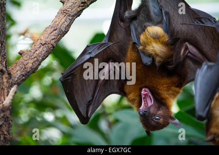 Fruit bat with its kid hanging on tree and shouting Stock Photo