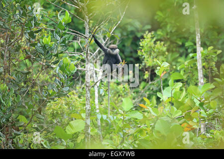 Purple-faced Leaf Monkey Presbytis vetulus vetulus Stock Photo