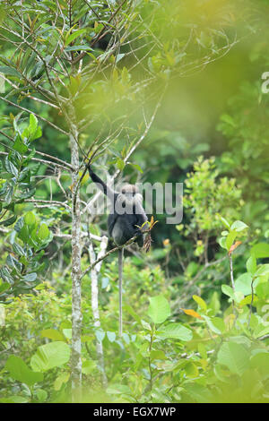 Purple-faced Leaf Monkey Presbytis vetulus vetulus Stock Photo