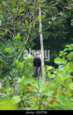 Bear Monkey (Presbytis vetulus senex) Stock Photo