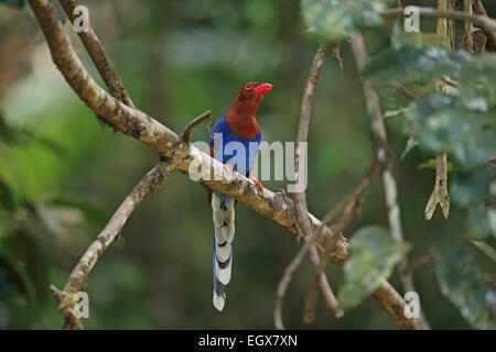 Sri Lanka Blue Magpie (Urocissa ornata) Stock Photo