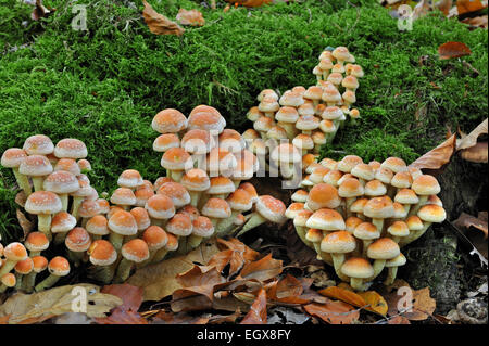 Brick cap / Brick Top / Brick Tuft mushrooms (Hypholoma sublateritium / Hypholoma lateritium) Stock Photo