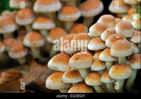Brick cap / Brick Top / Brick Tuft mushrooms (Hypholoma sublateritium / Hypholoma lateritium) Stock Photo