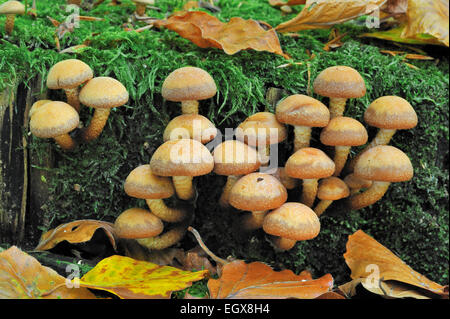 Brick cap / Brick Top / Brick Tuft mushrooms (Hypholoma sublateritium / Hypholoma lateritium) Stock Photo